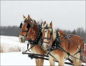  ?? GLENN GRIFFITH -- GGRIFFITH@DIGITALFIR­STMEDIA.COM ?? Winslow and Buck, left and right, two rescued Belgian draft horses, get ready to pull a sleigh filled with passengers through the snow at Riverview Orchards as part of last Saturday’s Winterfest.