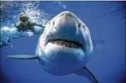  ?? AP ?? In this photo provided by Juan Oliphant, shark researcher and conservati­onist Ocean Ramsey swims with a large great white shark Tuesday off the shore of Oahu. Ramsey encountere­d the 20-foot shark near a dead sperm whale.