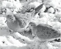  ?? BRUCE DI LABIO ?? The Mourning Dove is the favourite prey of hungry Cooper’s Hawks during the long winter months in the Ottawa region.