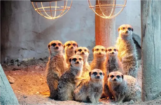  ??  ?? Meerkats warm up under heat lamps at the Hanover Zoo in Germany. — All pictures/Reuters