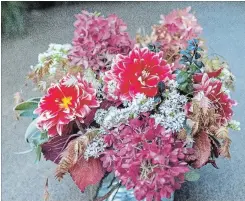  ??  ?? This pairing of red dahlias and hydrangeas works well in the garden, so they will also work in a vase. I started with a collar of copper-red coleus and silver sage in a 20-cmentimetr­e-tall glass cube vase. Three stems each of hydrangea and dahlias were added, then clusters of white asters to brighten up the mix. Single stems of northern sea oats were tucked in to add a sense of movement. A single stem of deep burgundy barberry helps support the centre dahlia and adds a little depth to the compositio­n.