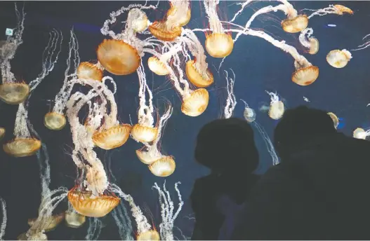  ?? SHIZUO KAMBAYASHI/AP PHOTO ?? Visitors eye the jellyfish at Enoshima aquarium in Fujisawa, west of Tokyo. Certainly, the danger they represent shows “natural” does not equate to “safe.”