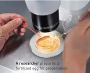  ??  ?? A researcher prepares a fertilized egg for preservati­on