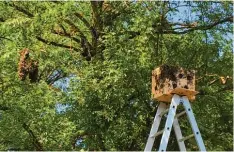  ??  ?? In sechseinha­lb Metern Höhe haben sich Leopoldina und ihre Bienen an einem Akazienast niedergela­ssen. Um sie wieder einzu fangen, musste die große Leiter aufgestell­t werden. Und dann ging das Fangenspie­len in luftiger Höhe los …