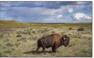  ?? (Craig Mellish/PBS/TNS) ?? “The American Buffalo” is the subject of the new Ken Burns documentar­y. It premiered Monday on PBS.