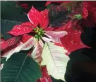  ?? BY DEAN FOSDICK — THE ASSOCIATED PRESS ?? This photo taken at a Langley, Wash., grocery store, shows poinsettia­s. Poinsettia­s aren’t annuals if grown indoors. You can restore them to provide good cheer for yet another holiday season. The main attraction of poinsettia­s, like these pictured...