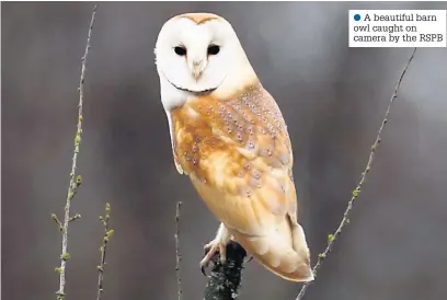  ??  ?? ● A beautiful barn owl caught on camera by the RSPB