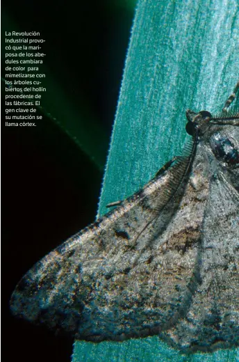  ??  ?? La Revolución Industrial provocó que la mariposa de los abedules cambiara de color para mimetizars­e con los árboles cubiertos del hollín procedente de las fábricas. El gen clave de su mutación se llama córtex.