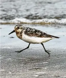  ?? Kathy Adams Clark / Contributo­r ?? Sanderling­s will be arriving on coastal beaches during migration. Look for them at the fringes of incoming waves.