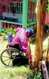  ??  ?? Josiah Shaw tends to a banana tree at his home in Content, St James.