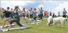  ?? Pam Panchak/Post-Gazette ?? Goats wander through a pasture in Collier during NamastHay Goat Yoga at Potential Farm. See video at post-gazette.com.