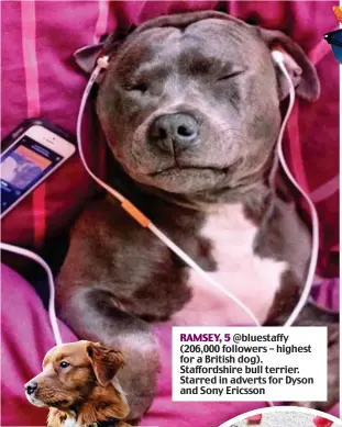  ??  ?? RAMSEY, 5 @bluestaffy (206,000 followers – highest for a British dog). Staffordsh­ire bull terrier. Starred in adverts for Dyson and Sony Ericsson