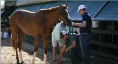  ?? JULIO CORTEZ — THE ASSOCIATED PRESS ?? Preakness entrant Fenwick is cleaned up after working out at Pimlico Race Course in Baltimore on Wednesday.