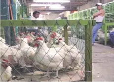  ??  ?? Personal oficial del Senasica realizó varias acciones, por ejemplo, la despoblaci­ón total de los predios, limpieza y desinfecci­ón de las instalacio­nes. MILLONES DE AVES