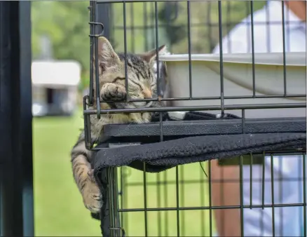  ?? CARLY STONE — MEDIANEWS GROUP ?? Kitten available for adoption through Wanderers’ Rest. Photo taken August 14, 2021.