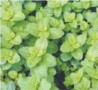  ?? Picture: ISTOCK ?? Coriander, basil and mint are popular herbs to grow at home in the garden.