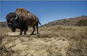  ?? FRANCINE ORR/LOS ANGELES TIMES/TNS ?? A bison stands on dry brush and dirt on Catalina Island in California. The western United States is the most noticeable drought-stricken area in the nation.