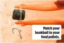  ??  ?? Match your hookbait to your feed pellets.