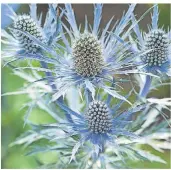  ??  ?? Sieht nicht nur im Blumenstra­uß schön aus: die Distel mit ihren strahlend blauen Blüten.