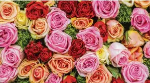  ?? Bild: Fotolia ?? Welche Farbe hat die Rose? Rosa oder pinke Rosen stehen für die junge Liebe, rote Rosen für tiefe Leidenscha­ft und Hingebung.