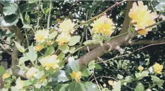  ?? ?? EASY GOING: Kerria japonica is happy to make its home in just about any soil and any situation.