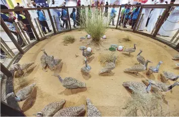  ?? Ahmed Kutty/Gulf News ?? The houbara bustard majlis at the 16th edition of the Abu Dhabi Internatio­nal Hunting and Equestrian Exhibition (Adihex 2018) which was held in Abu Dhabi in September.