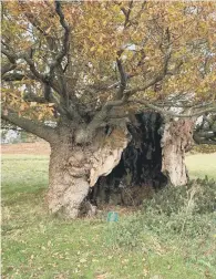  ?? ?? The Queen Elizabeth Oak at Cowdray Park