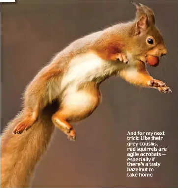  ??  ?? © THE RED SQUIRREL: A FUTURE IN THE FOREST by NEIL McINTYRE/NPL And for my next trick: Like their grey cousins, red squirrels are agile acrobats — especially if there’s a tasty hazelnut to take home