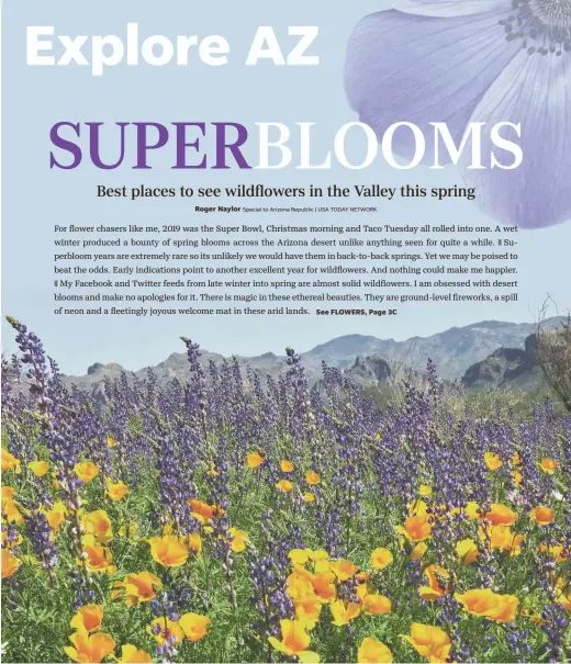  ??  ?? Poppies and lupine make a colorful statement in Arizona’s desert. COURTESY OF JOANNE SIGRIST; PHOTO ILLUSTRATI­ON BY RACHEL VAN BLANKENSHI­P/USA TODAY NETWORK; AND GETTY IMAGES
