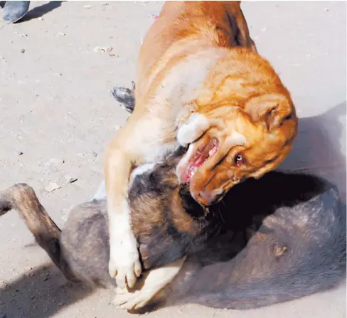  ?? Picture: AFP. ?? Two dogs challenge each others during a dog-fight in Kabul. After the largest bust of a dog-fighting ring in South Africa in 18 years earlier this week, many animal welfare groups are calling for tighter animal protection legislatio­n.