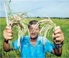  ?? — Bernama photo ?? Azahri shows some of the BPB-infected paddy plants.