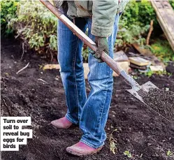  ?? ?? Turn over soil to reveal bug eggs for birds