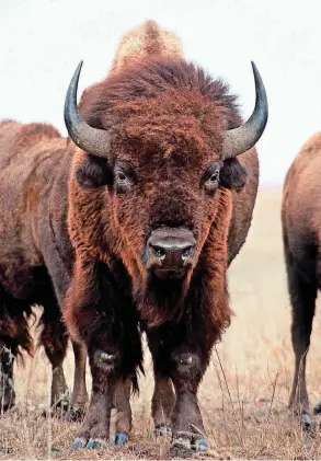  ?? [OKLAHOMAN ARCHIVES PHOTO] ?? A bison is pictured at the Tallgrass Prairie Preserve.