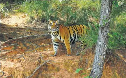  ?? SUDHIR MISHRA/HT PHOTO ?? A magnificen­t tiger in Kanha National Park