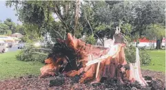  ?? Picture: DUANE AMOS ?? DAMAGE: A 100-year-old tree broken off at its base by a severe storm that battered Innisfail.