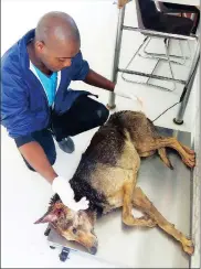  ??  ?? INTENSIVE CARE: One of the workers at the Khayelitsh­a Animal Hospital inspects a sick dog.