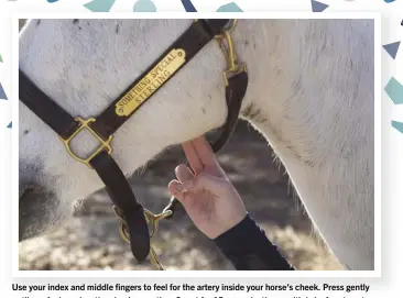  ??  ?? Use your index and middle fingers to feel for the artery inside your horse’s cheek. Press gently until you feel a pulse, then begin counting. Count for 15 seconds, then multiply by four to get your horse’s one-minute pulse rate.