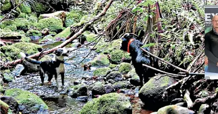  ?? STUFF ?? Hunters used trained dogs and "Judas" goats to find the animals in the national park.