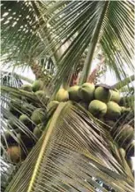  ??  ?? Fig. 1. A fruiting Tacunan variety in a farmer’s field in La Paz, Agusan del Sur at 4.5 (left) and 25 years old (right). Trees of this variety flower within 3 years after planting and produce 3 to 4 tons of copra/ha per year.