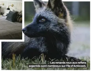  ??  ?? Les renards roux aux reflets argentés sont nombreux sur l’île d’Anticosti.