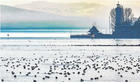  ?? FOTOS: CHRISTIAN FLEMMING ?? Genießen die Ruhe und die Sonne: tausende von Wasservöge­ln, die ihren Winterurla­ub auf dem Bodensee verbringen.