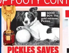  ?? ?? ■ GOOD BOY: The gold retriever, Pickles