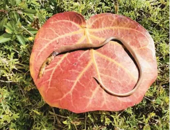  ?? DREW MARTIN/COURTESY PHOTOS ?? An extremely rare rim rock crowned with a centipede stuck in its throat. The snake and arthropod were found dead along a trail in Key Largo’s John Pennekamp Coral Reef State Park and sent to the Florida Museum of Natural History for study.