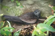  ?? PHOTOS BY XUE LIN AND LIAO ZHIKAI / FOR CHINA DAILY ?? Members of the research team try to find breeding Swinhoe’s storm petrels on Dagong Island near Qingdao, Shandong province. A Swinhoe’s storm petrel sits near its nest on Dagong Island. Cheng Yachang (left) from Sun Yat-sen University in Shenzhen, Guangdong province, fixes a tracking device on a storm petrel on the island.