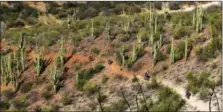  ?? SCOTT MORRIS VIA AP ?? In this photo provided by Scott Morris, riders are shown on the long distance Arizona Trail, weaving through Saguaro Cactus. The Arizona Trail travels from Mexico to Utah, through the backcountr­y.