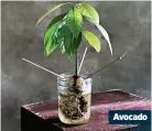  ??  ?? Avocado