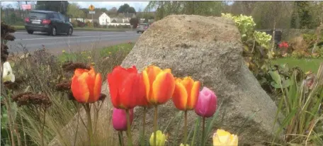  ??  ?? Some time ago Julianstow­n Tidy Towns Committee applied to Meath Heritage for a grant towards plants that would give a helping hand to Bumblebees in early Spring when they are most vulnerable due to lack of food. We are delighted to say that Meath...