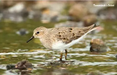  ??  ?? Temminck’s Stint