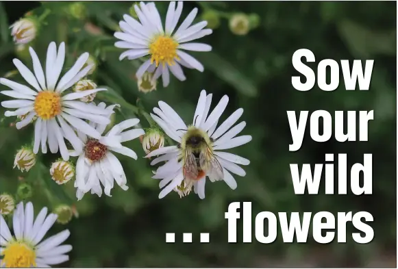  ??  ?? Some of the many varieties of asters can be found blooming in the wild most of the year, making them an important resource for insects.