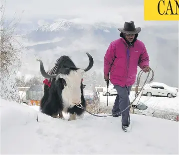  ?? STR / AFP / GETTY IMAGES ?? Canada’s efforts over the past century to import yaks from India — this yak and its farmer are pictured in northern Indian state of Himachal Pradesh — to start sustainabl­e herds in northern communitie­s have never panned out.